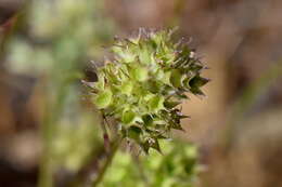 Image of Valerianella coronata (L.) DC.