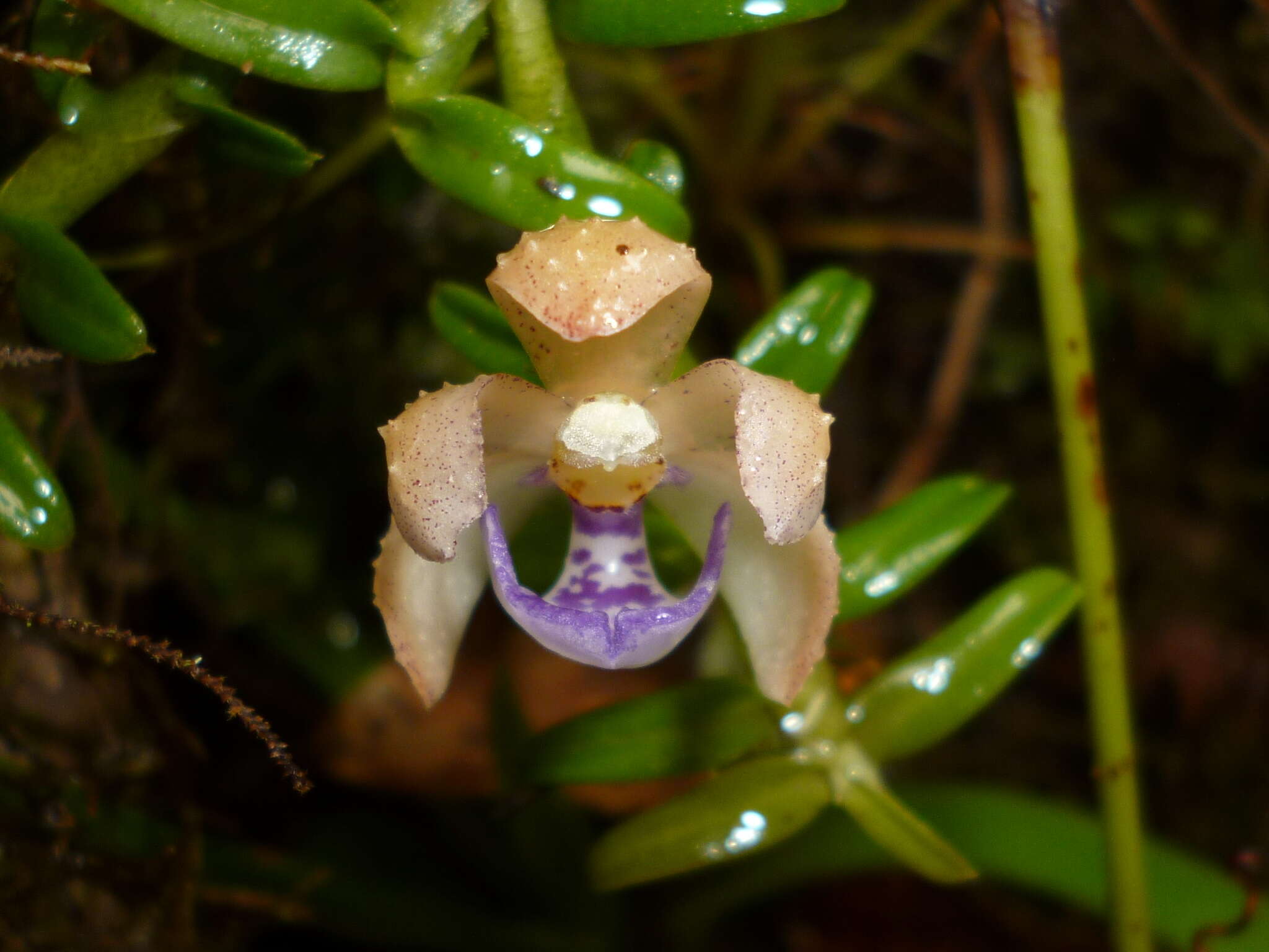Image of Dichaea squarrosa Lindl.
