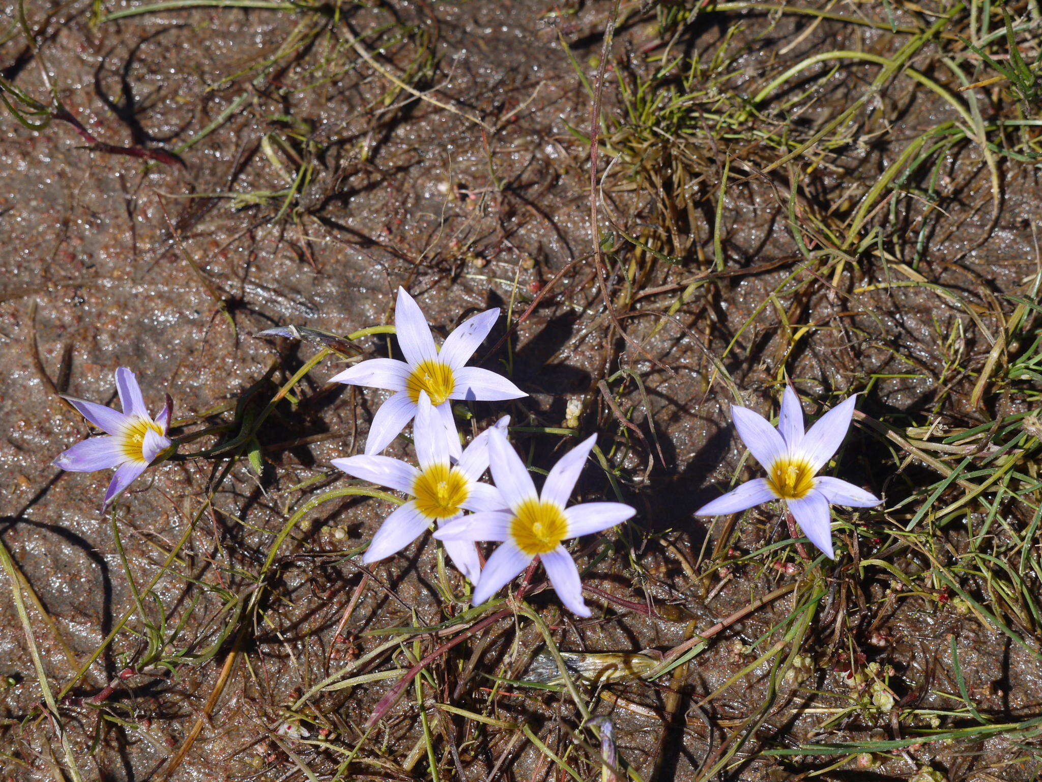 Romulea tabularis Eckl. ex Bég.的圖片