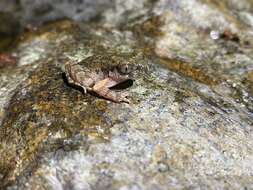 Image of Leptobrachella laui (Sung, Yang & Wang 2014)