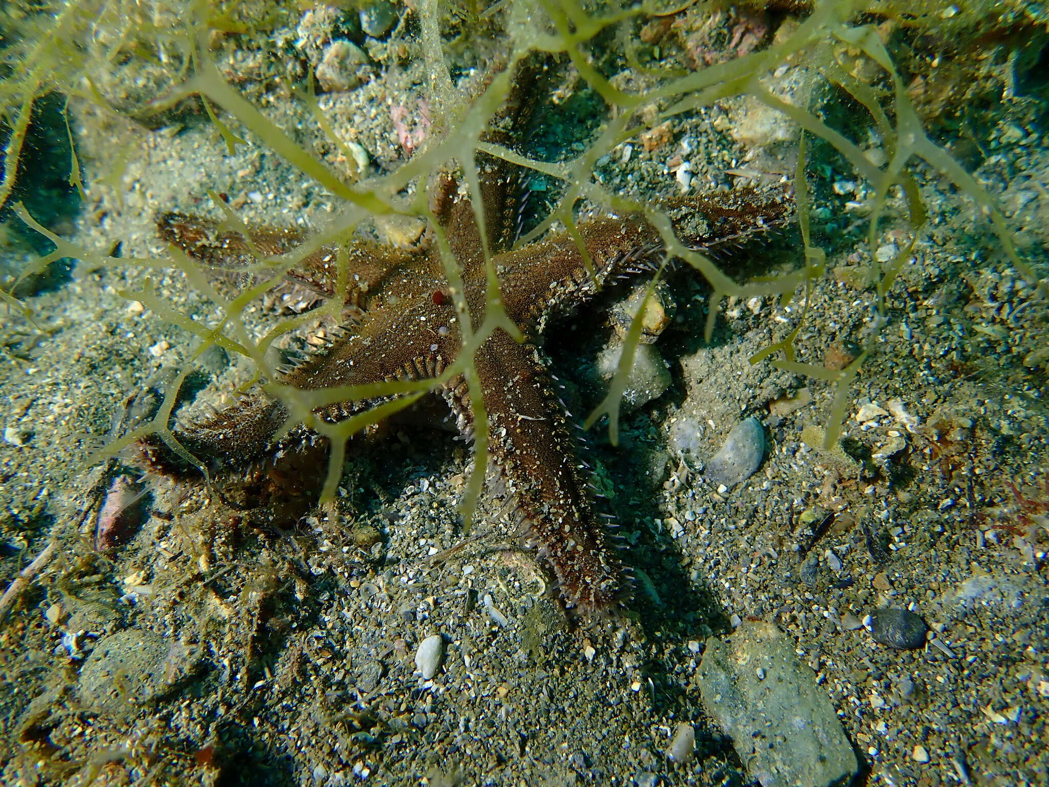 Image of Astropecten spinulosus (Philippi 1837)