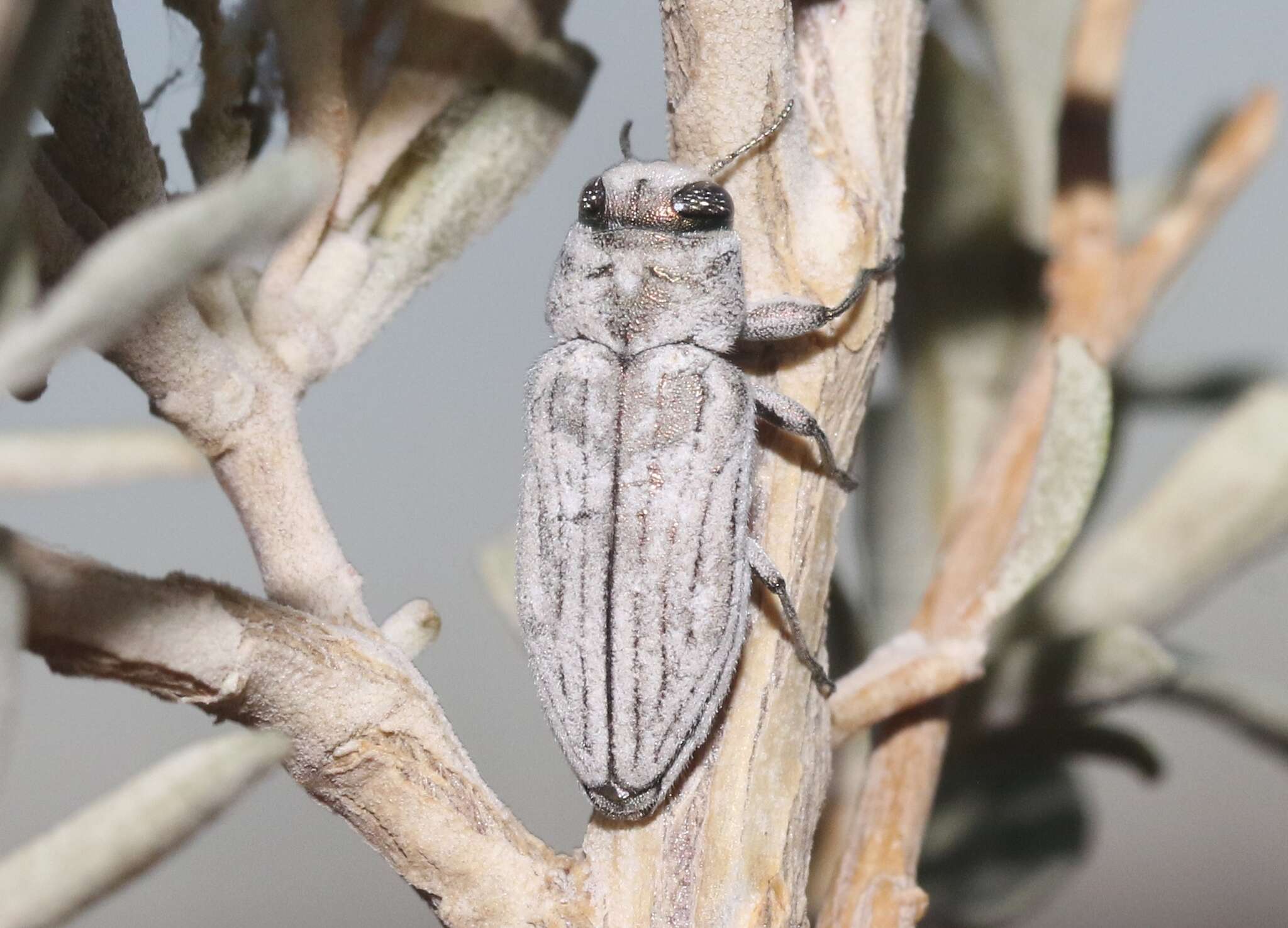 Image of Chrysobothris deserta Horn 1886