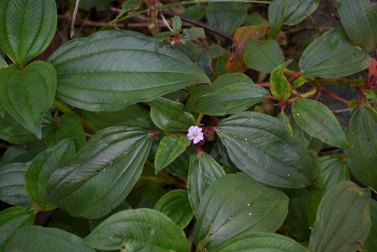 Imagem de Tristemma mauritianum J. F. Gmel.