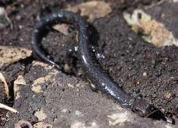 Слика од Plethodon richmondi Netting & Mittleman 1938