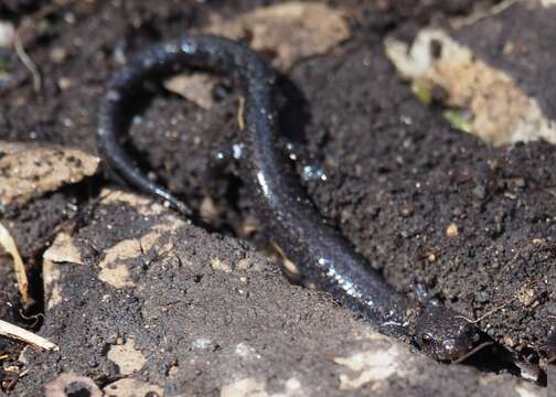 Sivun Plethodon richmondi Netting & Mittleman 1938 kuva