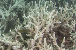 Image of hump coral