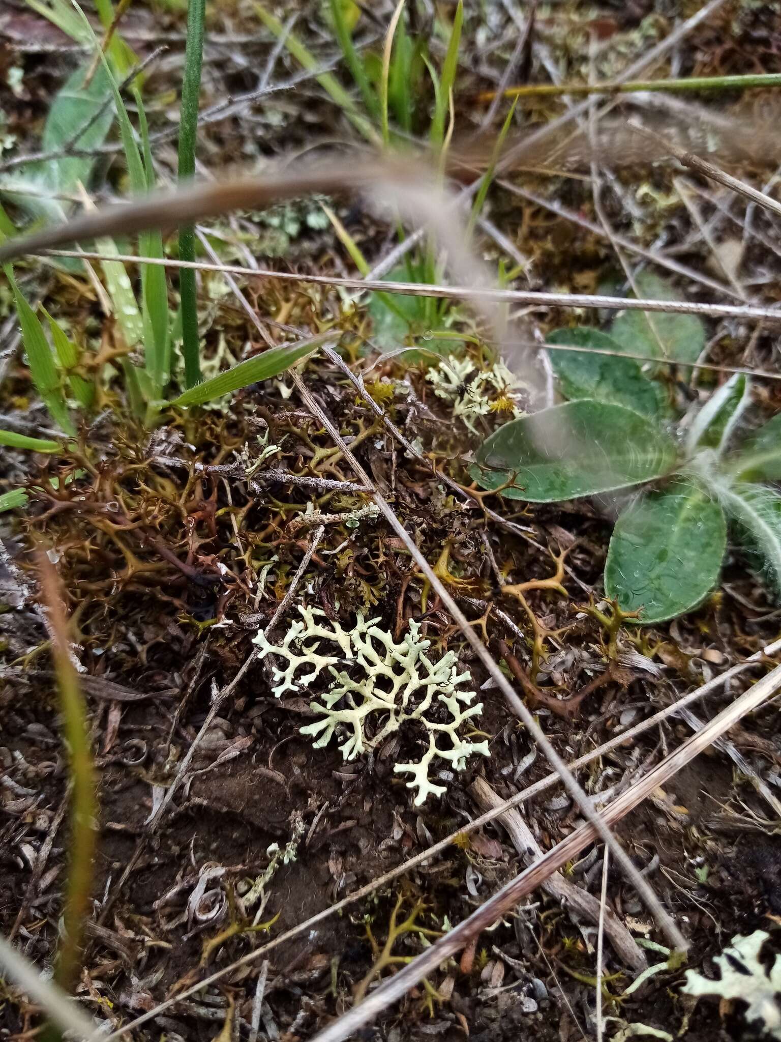 Слика од Xanthoparmelia reptans (Kurok.) Elix & J. Johnst.