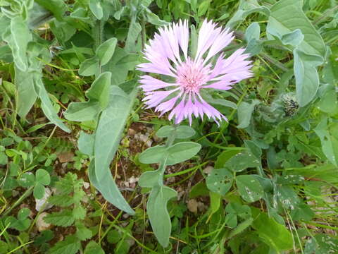 Image de Centaurea pullata L.