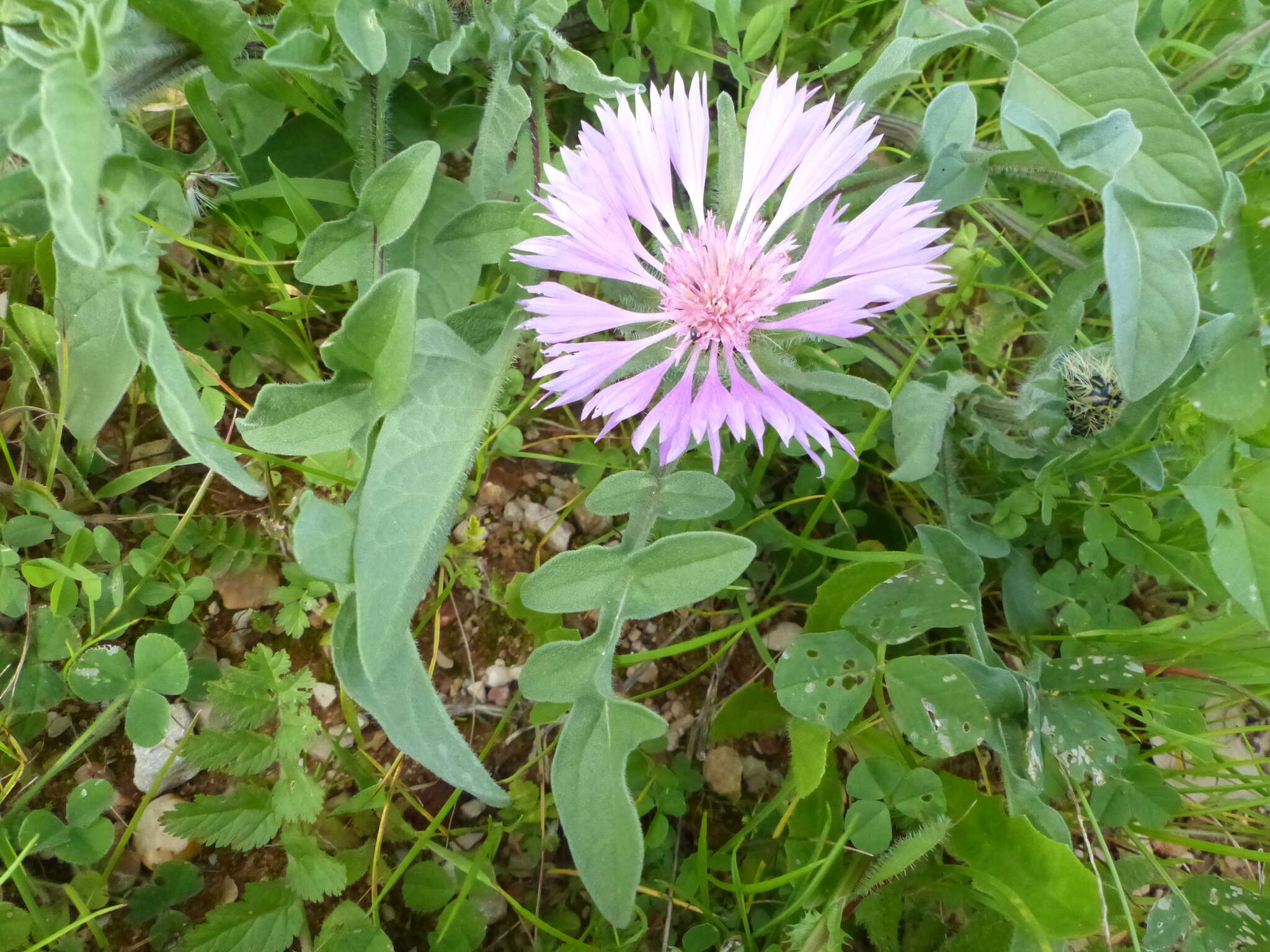 Image de Centaurea pullata L.