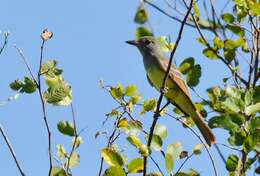 Image of Great Crested Flycatcher