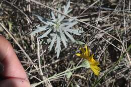 Image of hairyseed bahia