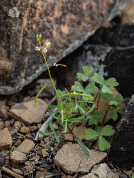 Image of Heliophila pectinata Burch. ex DC.