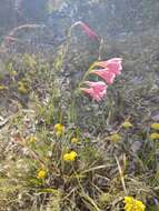 Imagem de Gladiolus caryophyllaceus (Burm. fil.) Poir.