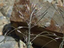 Слика од Boechera shockleyi (Munz) Dorn