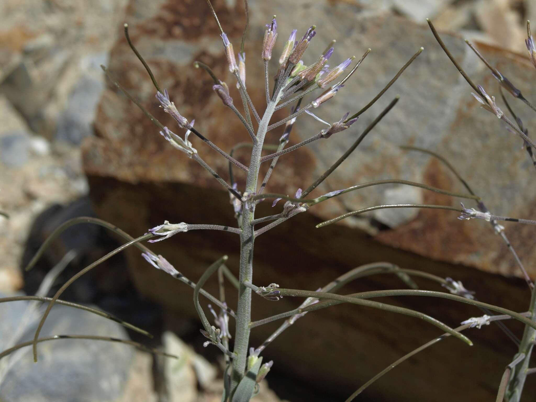 Image of Shockley's rockcress