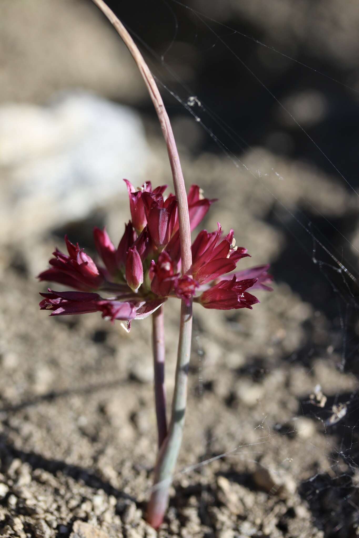 Image of fringed onion