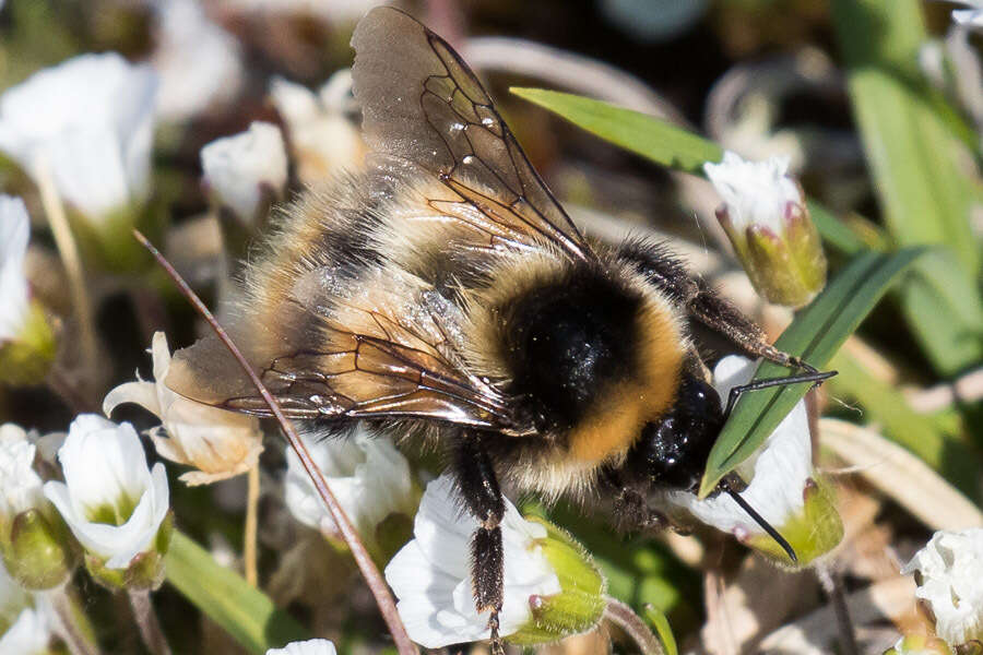 Image of Bombus kirbiellus Curtis 1835