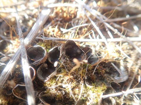 Peltigera didactyla (With.) J. R. Laundon的圖片