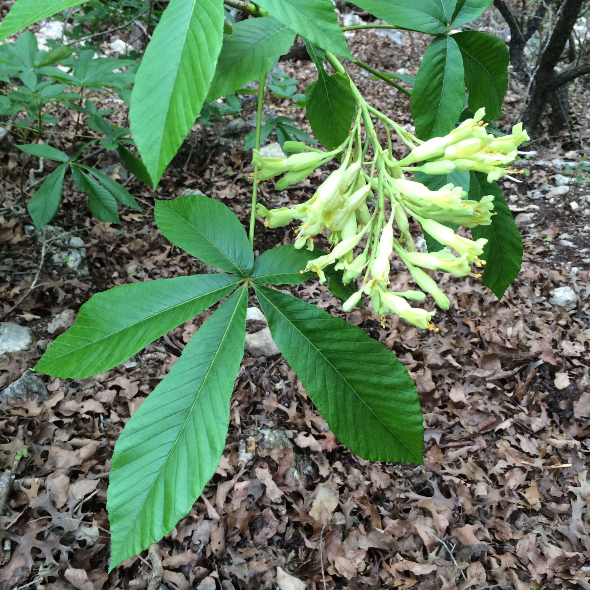 Imagem de Aesculus pavia var. flavescens (Sarg.) Correll