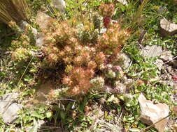 Image of Austrocylindropuntia shaferi (Britton & Rose) Backeb.