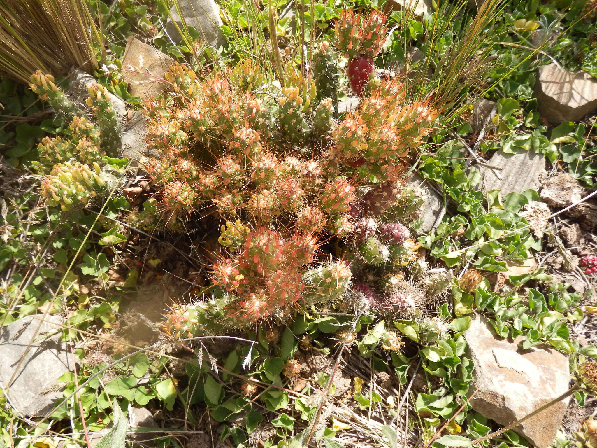 Image of Austrocylindropuntia shaferi (Britton & Rose) Backeb.