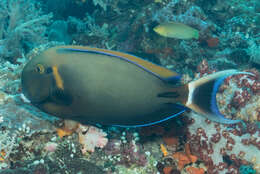 Image of Blackspot surgeonfish