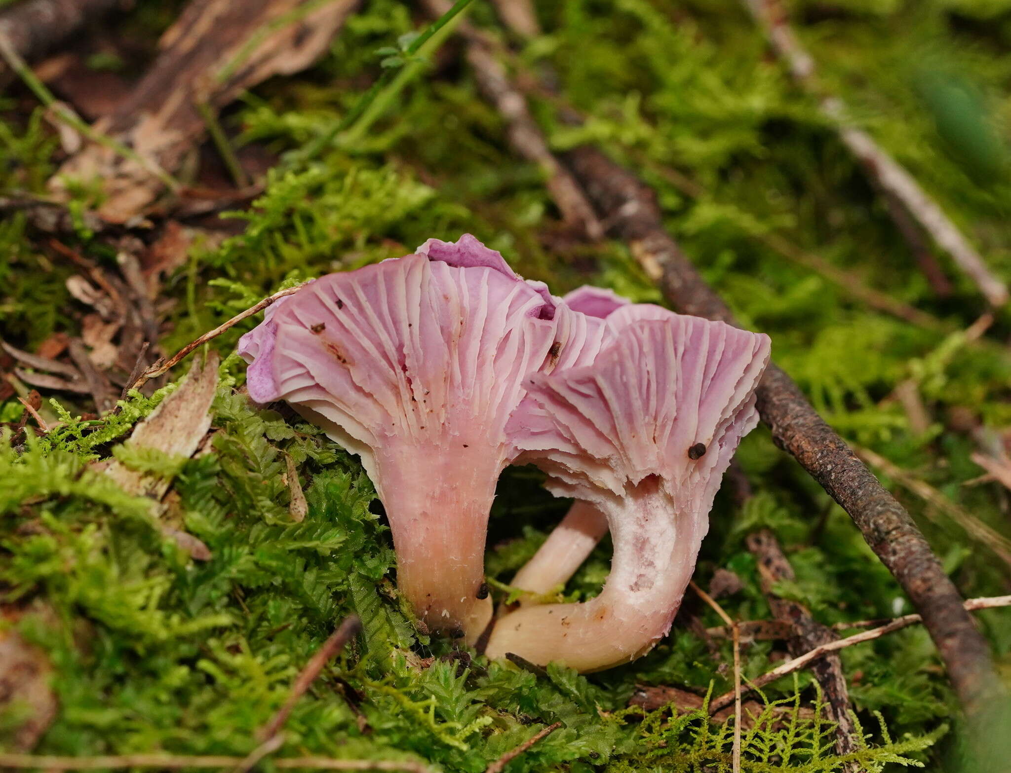 Image of Cantharellus lilacinus Cleland & Cheel 1919