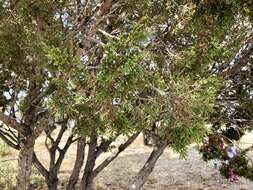 Juniperus monosperma (Engelm.) Sarg. resmi