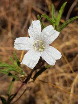 Image of Monsonia burkeana Planch. ex Harv. & Sond.