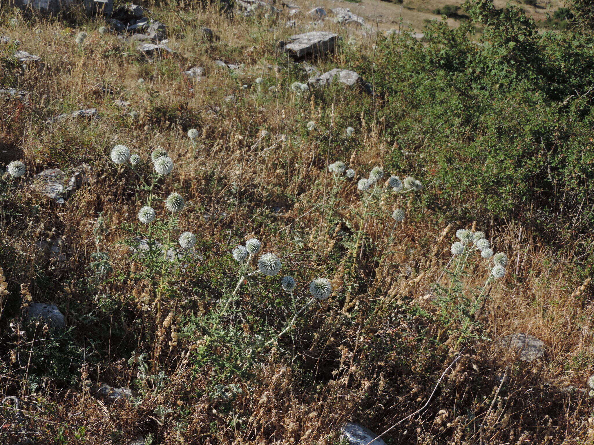 Image of Echinops sphaerocephalus subsp. sphaerocephalus