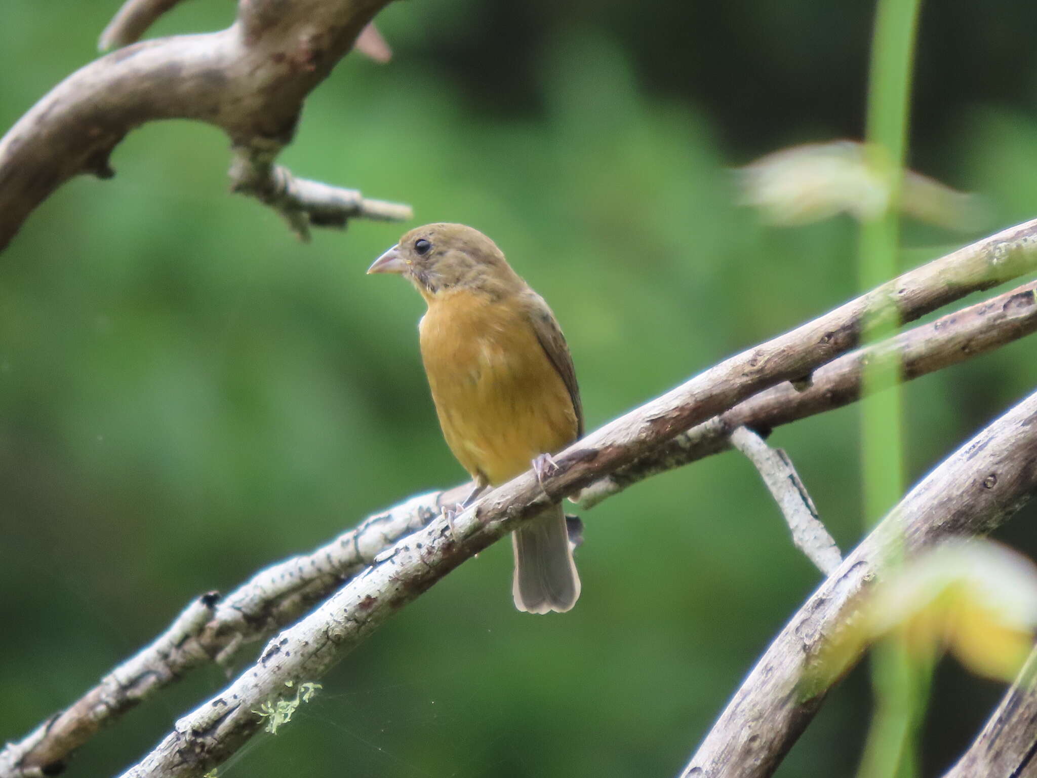 Image of Rose-bellied Bunting