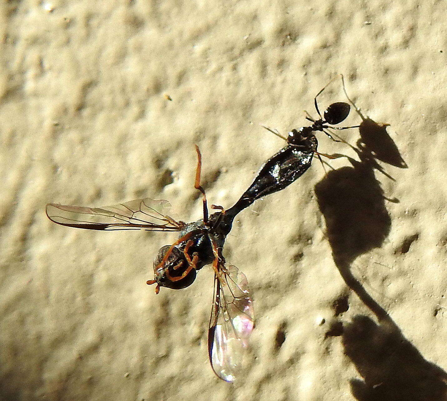 Image of Lepisiota capensis (Mayr 1862)