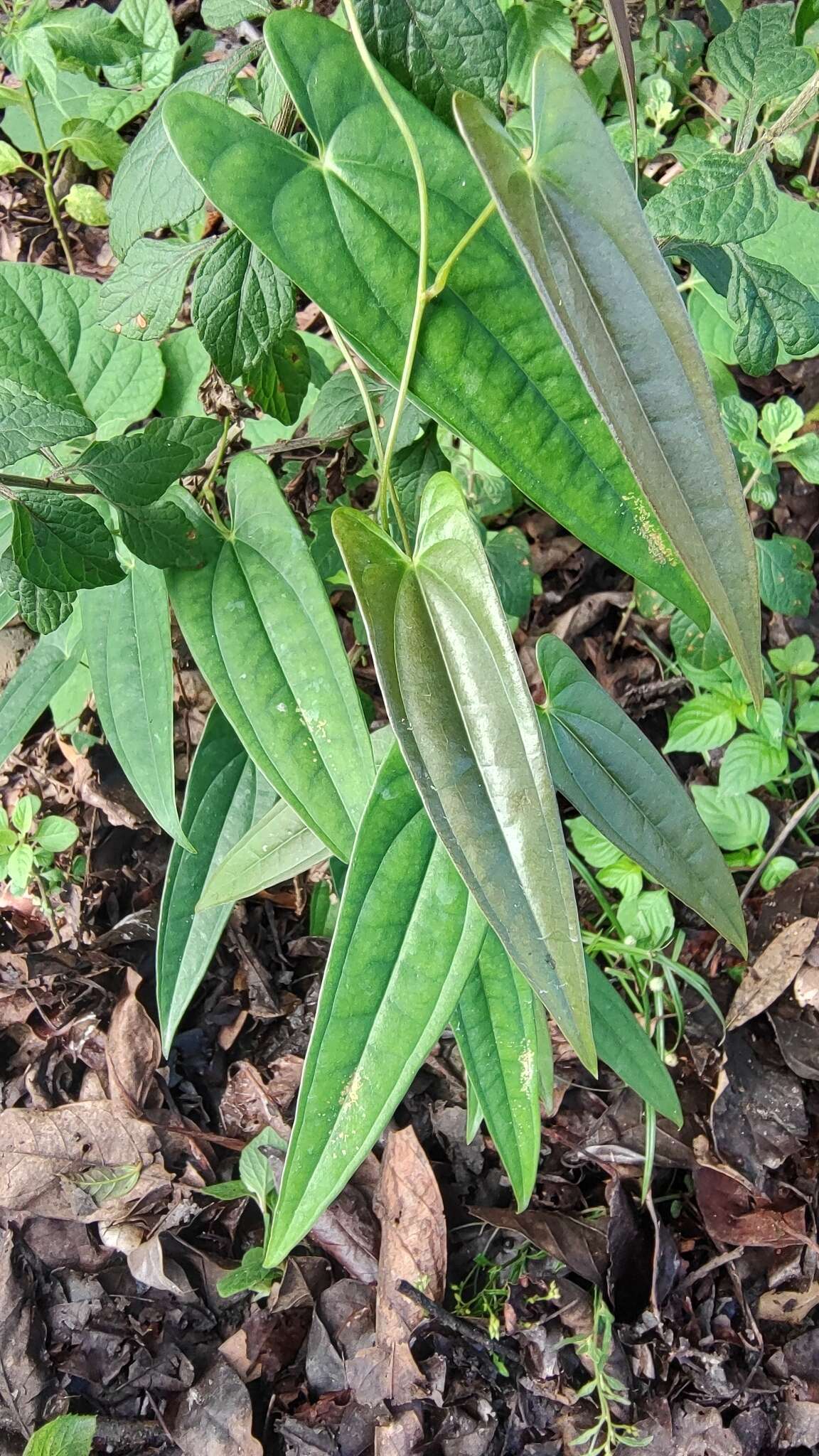 Image of Dioscorea glabra Roxb.