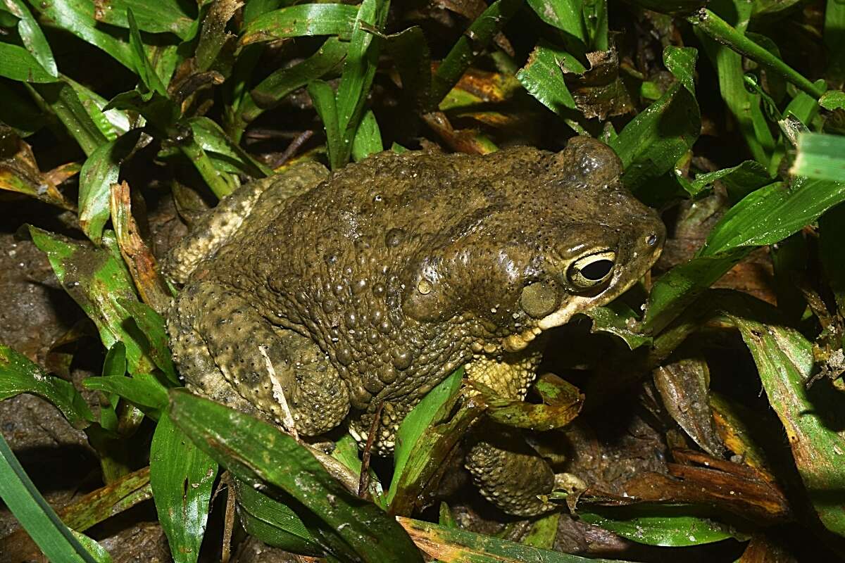 Image of Indus Valley Toad