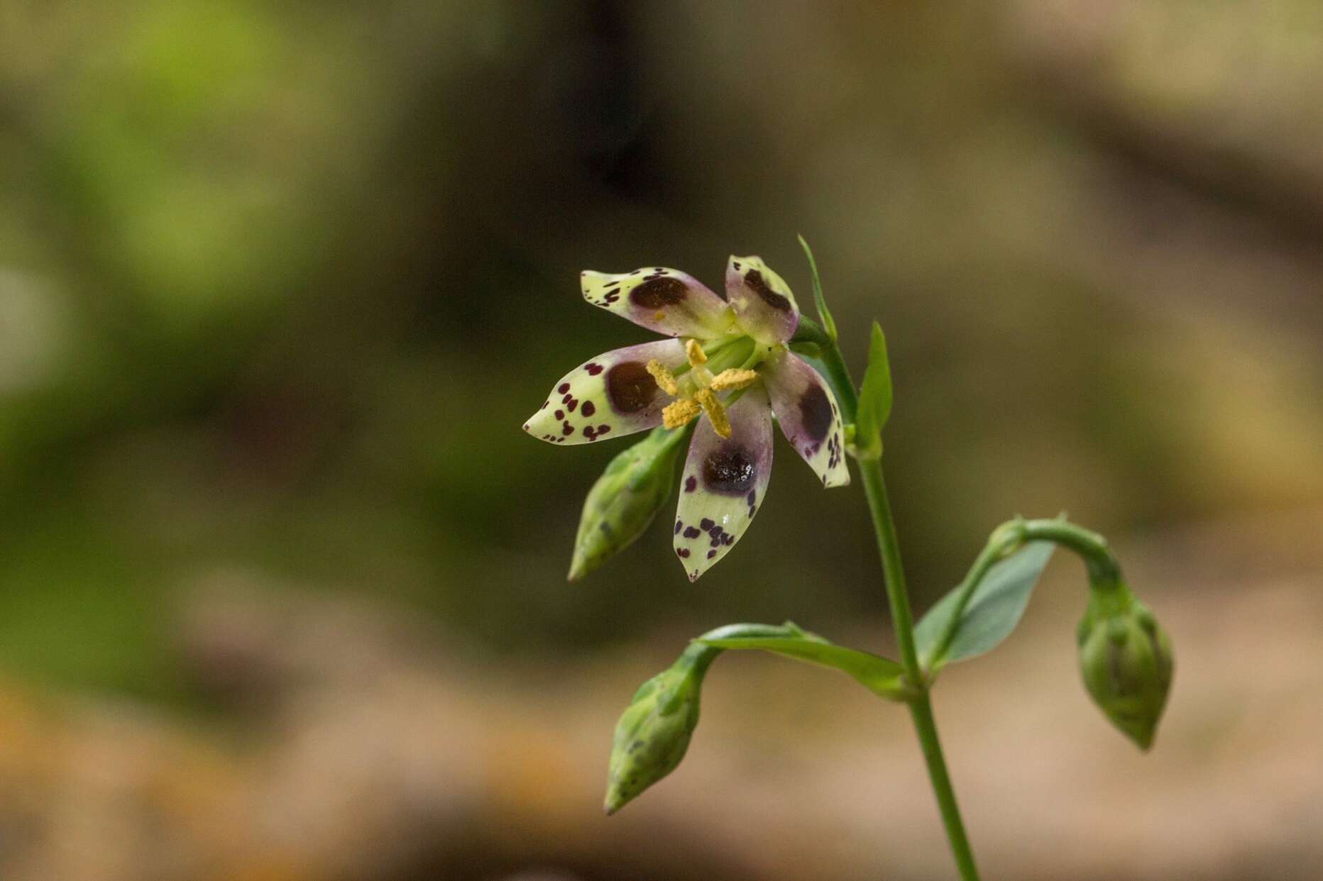 Image of Swertia shintenensis Hayata