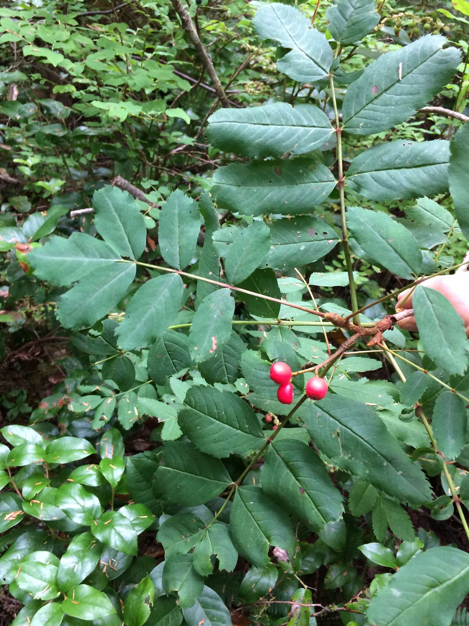 Image of western mountain ash