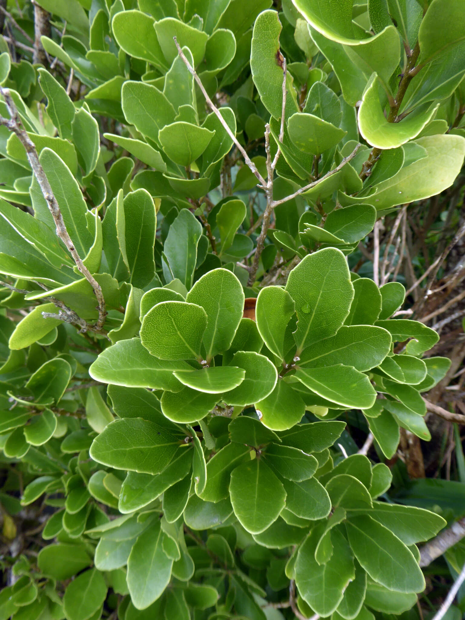 Image of Melicytus novae-zelandiae subsp. novae-zelandiae