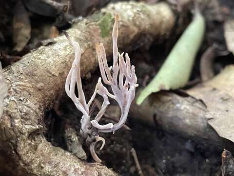 Image of Clavulina amethystinoides (Peck) Corner 1950