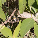 Image of Black-backed Thornbill