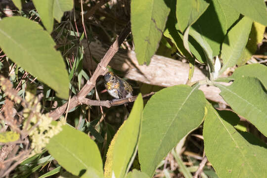 Image of Black-backed Thornbill