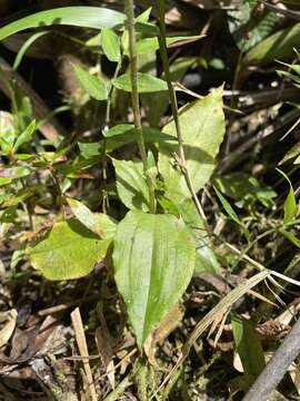 Image of Caribbean False Helmet Orchid