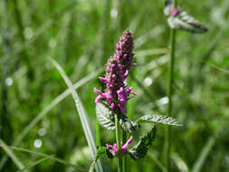 Betonica officinalis L. resmi