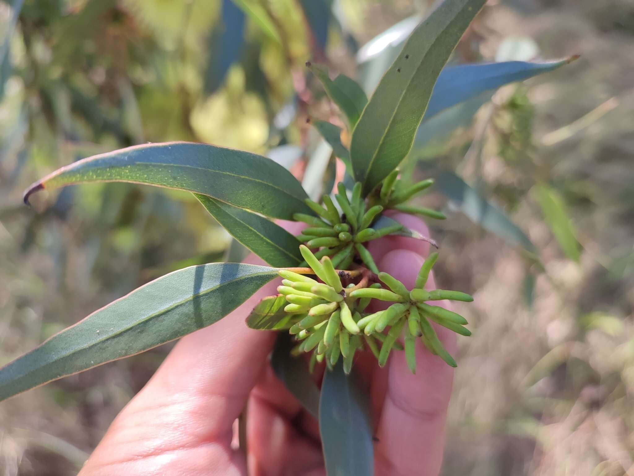 Image of long-flower marlock