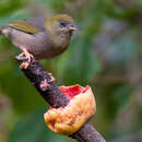 Image of Forest White-eye