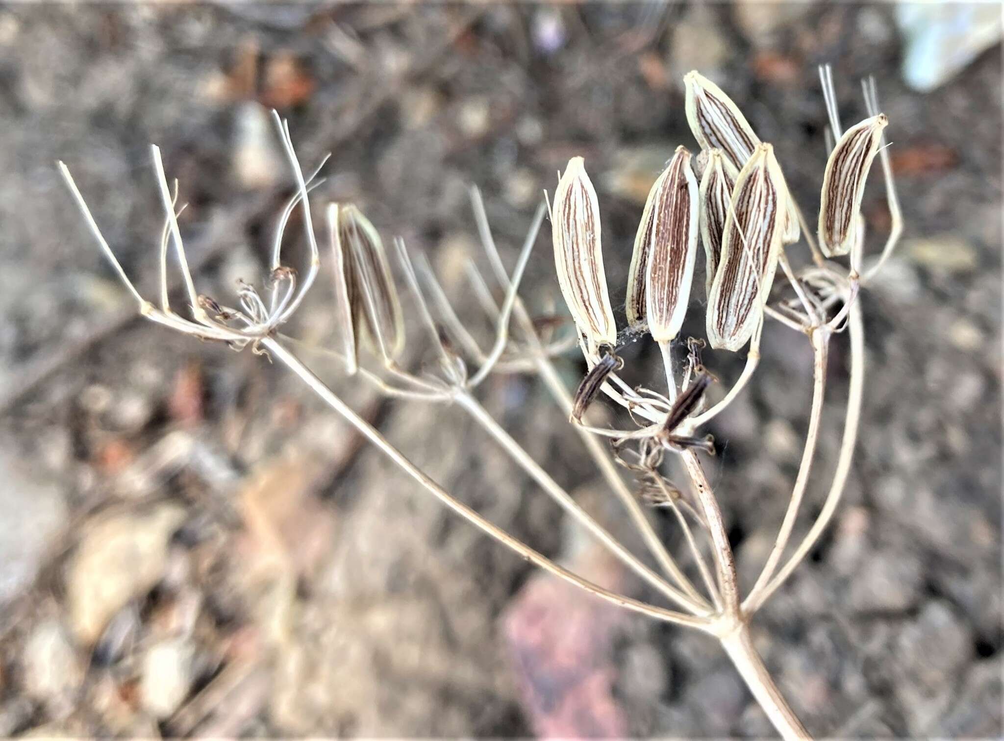 Image of Lomatium roneorum
