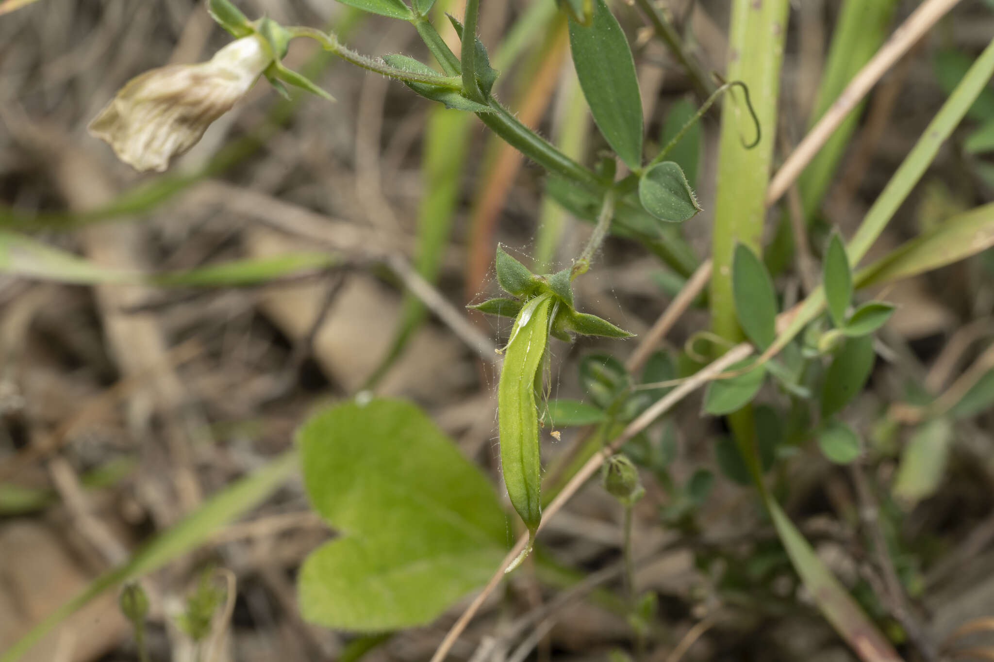 Image of Lathyrus blepharicarpus Boiss.