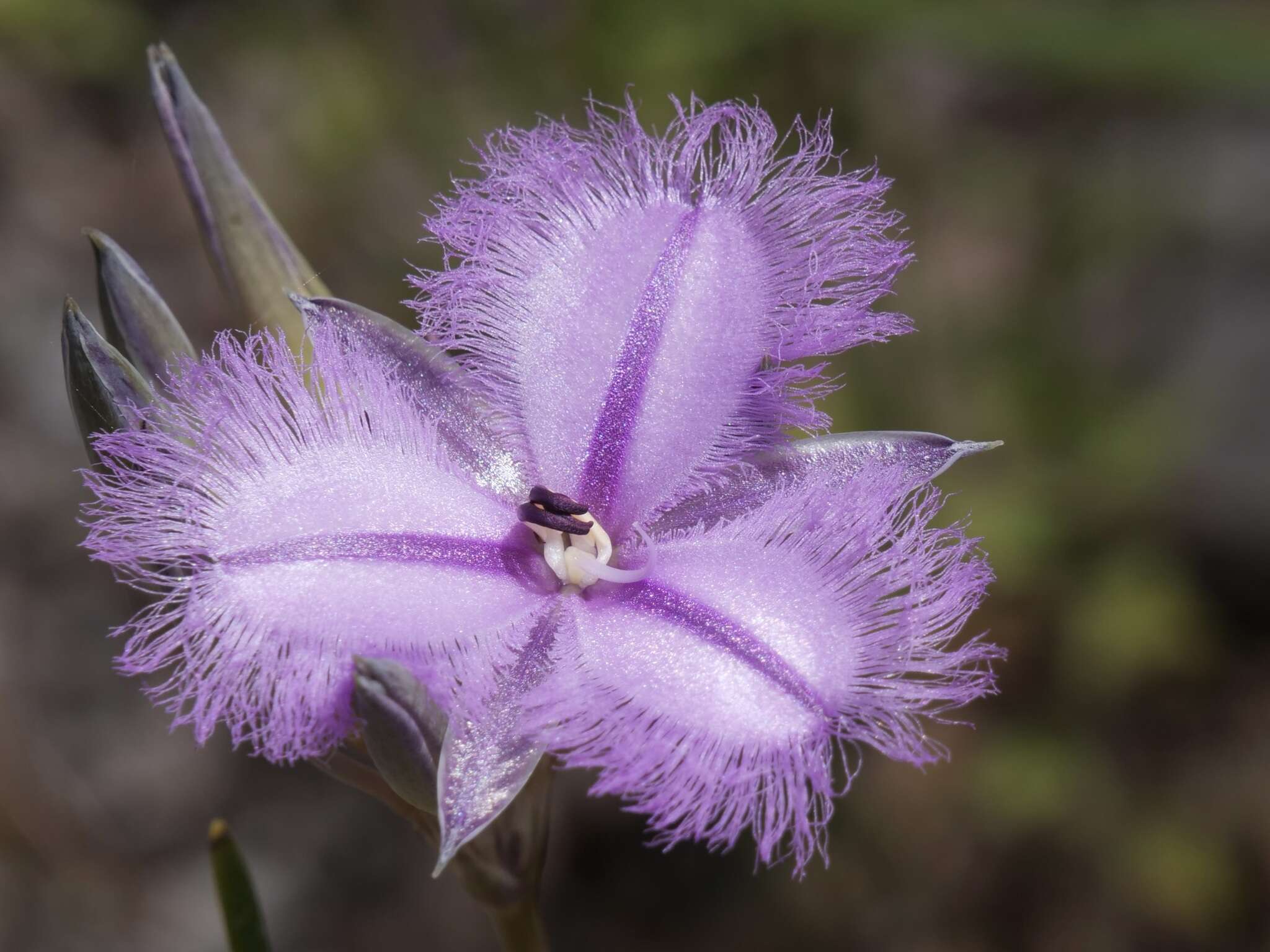 Слика од Thysanotus multiflorus R. Br.