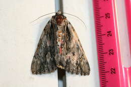 Image of Scarlet Underwing