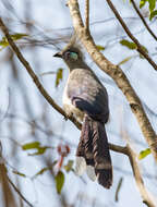 Image of Crested Coua