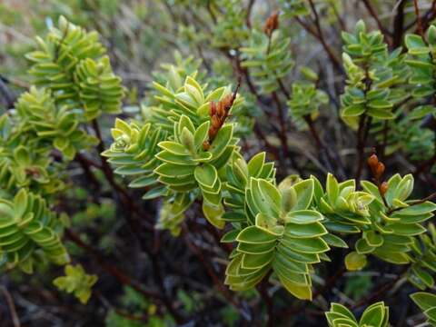 Слика од Veronica rakaiensis J. B. Armstr.